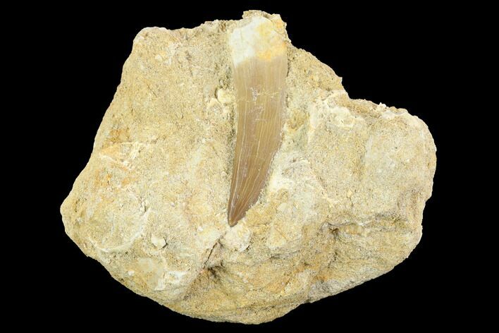 Fossil Plesiosaur (Zarafasaura) Tooth - Morocco #121685